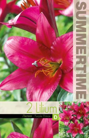 Lilja, Hög 'Purple Prince' 2st