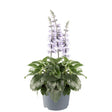 Daggsalvia 'Sky Blue' 10,5cm kruka