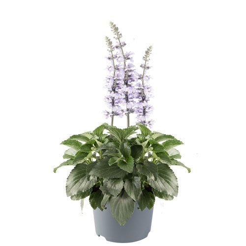 Daggsalvia 'Sky Blue' 10,5cm kruka
