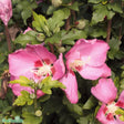 Frilandshibiskus 'Woodbridge' 1-pack i kruka