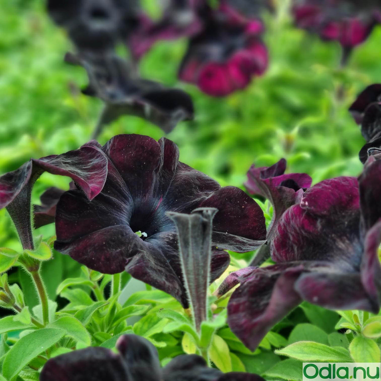 Petunia 'Ray Black' - 3 plantor