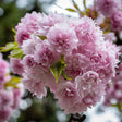 Japanskt hängkörsbär 'Kiku-shidare-zakura' Sh 100-120 co