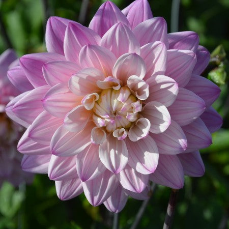 Dekorativ Dahlia 'Karma Prospero' 1st
