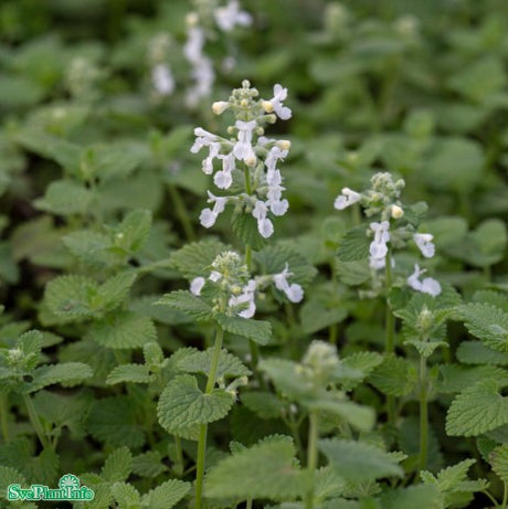 Kantnepeta 'Snowflake' 9cm kruka