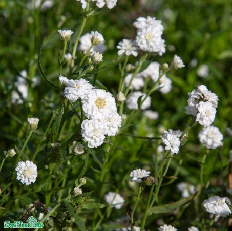 Vitpytta 'Peter Cottontail' 9cm kruka