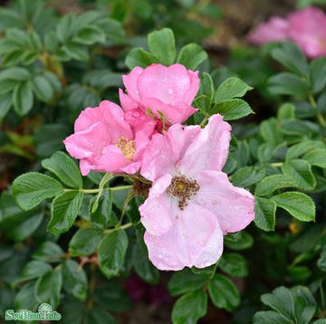 Rugosa-ros 'Fru Dagmar Hastrup' 10-pack barrot
