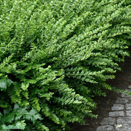 Myrtentry 'Maigrün' 10-pack i kruka