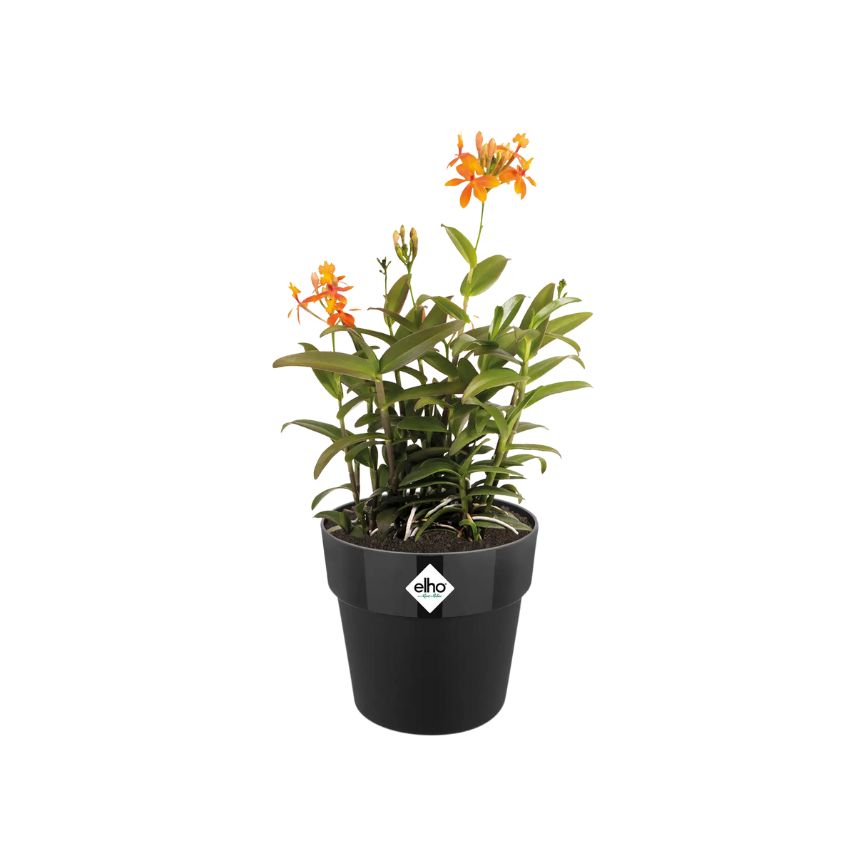 b.for Original Rund Ytterkruka D14cm Living Black