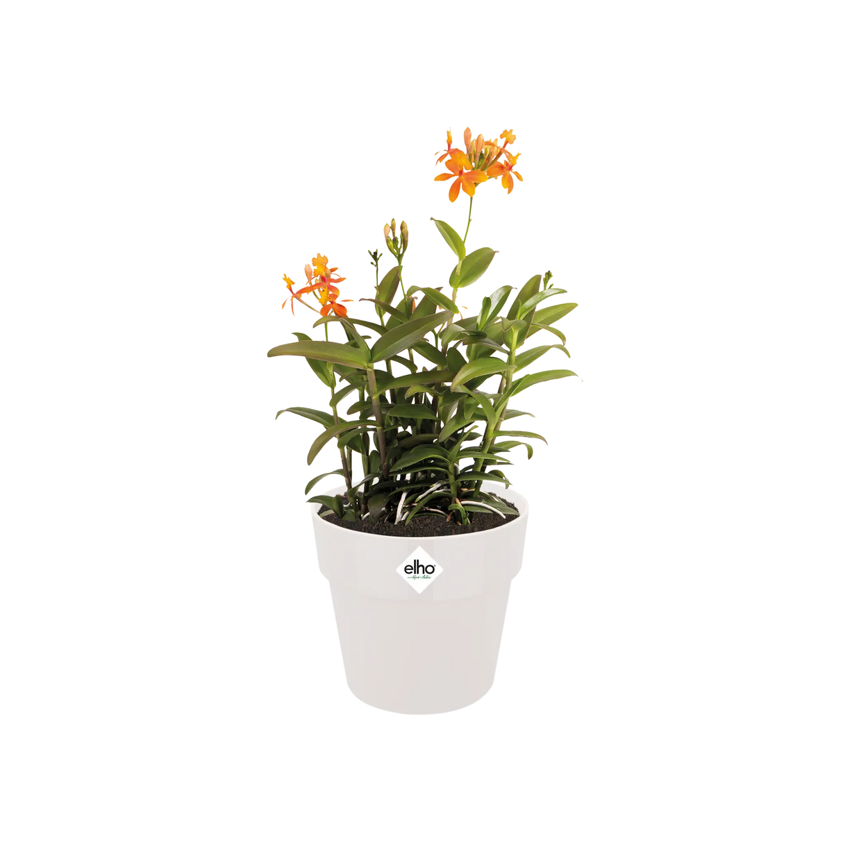 b.for Original Rund Ytterkruka 16cm Vit