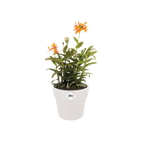b.for Original Rund Ytterkruka 16cm Vit