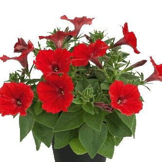 Petunia 'Vista Strawberry' - 3 plantor