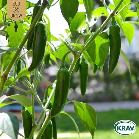 Chilipeppar 'Jalapeño Ruben' KRAV-märkt