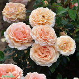 Tehybridros 'Carl Nielsen' 10-pack barrot