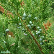 Trädgårds-en 'Mint Julep' 30-35 co 3-pack