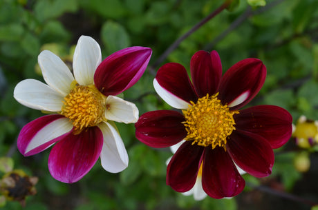 Enkelblommande Dahlia 'Twyning's Smartie' 1st