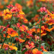 Nemesia 'Blood Orange' 12cm kruka