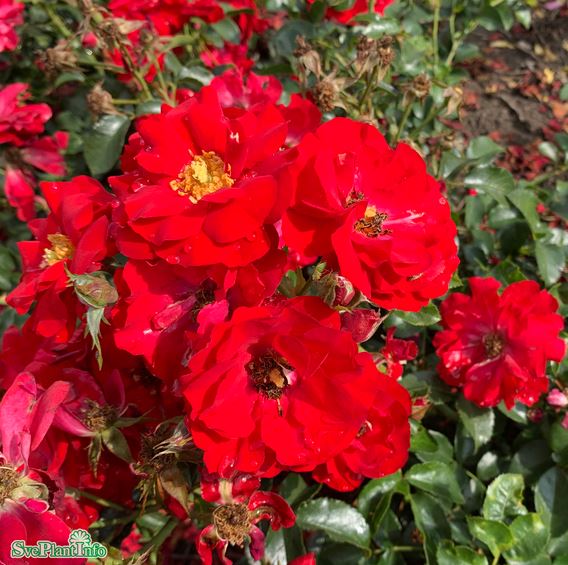 Floribundaros 'Austriana' 5-pack barrot