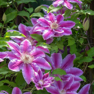 Klematis 'Doctor Ruppel' 1-pack