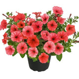 Petunia 'Mini Vista Coral' - 3 plantor