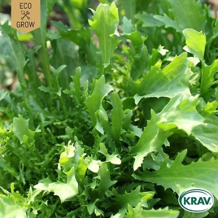 Salladssenap 'Wasabino' KRAV-märkt