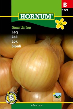 Lök 'Giant Zittau' frö