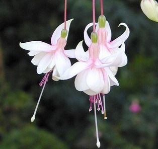 Fuchsia (Häng) 'Harry Grey' 10,5cm kruka