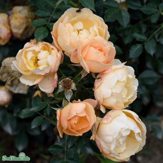 Modern buskros 'Amber Cover' 5-pack barrot