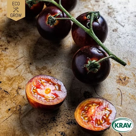 Salladstomat 'Indigo Rose' KRAV-märkt