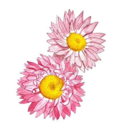 Roseneternell