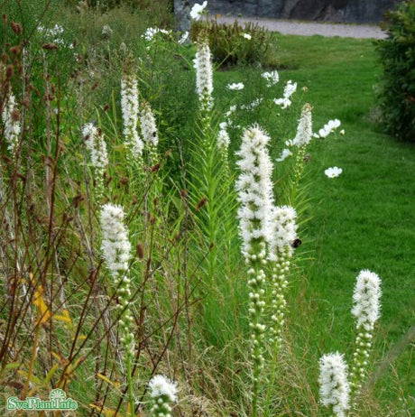 Rosenstav 'Floristan Weiss' 10st barrotad