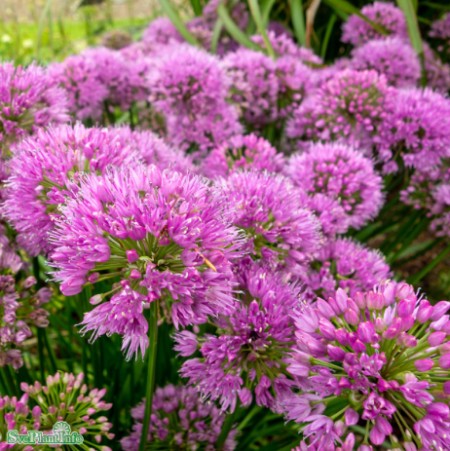 Allium 'Cobalt Millennium' 1st barrotad