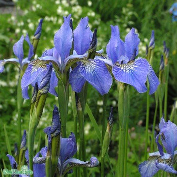 Rabattiris 'Blue King' 9cm kruka