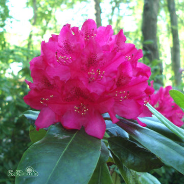 Rhododendron 'Nova Zembla' co 30-40cm 1-pack