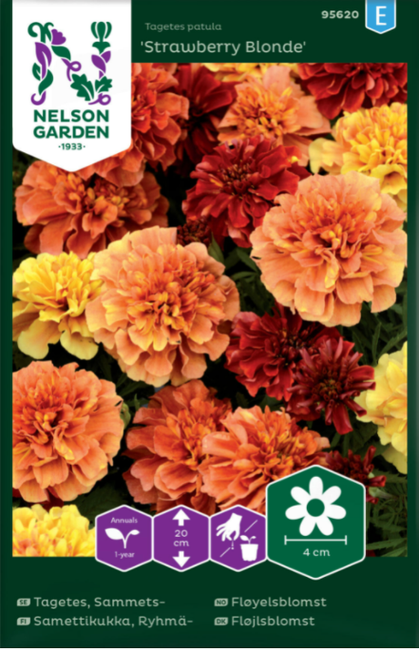 Sammetstagetes 'Strawberry Blond'