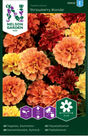 Sammetstagetes 'Strawberry Blond'
