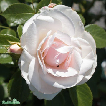 Floribundaros 'Aspirin Rose' 1-pack barrot