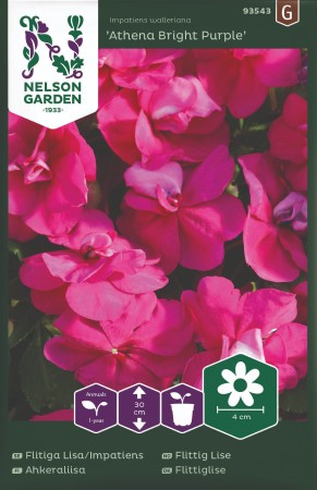 Flitiga Lisa 'Athena Bright Purple' F1