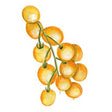 Busktomat 'Tumbling Tom Yellow'