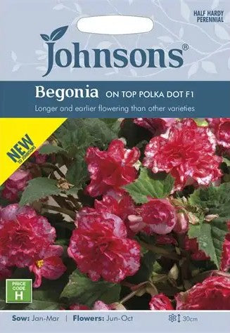 Begonia 'On Top Polka Dot' F1