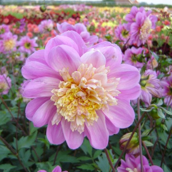 Anemon Dahlia 'Take Off' 1st