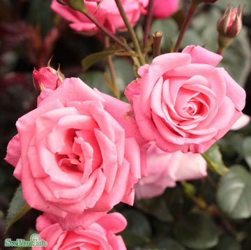 Floribundaros 'Bella Rosa' 5-pack barrot