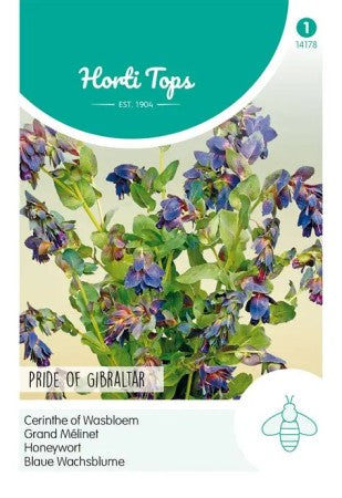 Stor Vaxblomma 'Pride of Gibraltar'