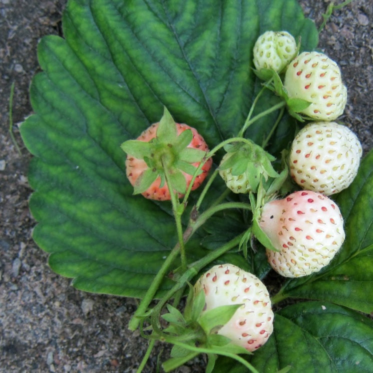 Jordgubbe 'Bianca' E 9cm kruka