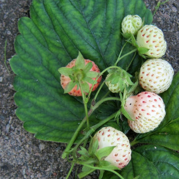 Jordgubbe 'Bianca' E 9cm kruka