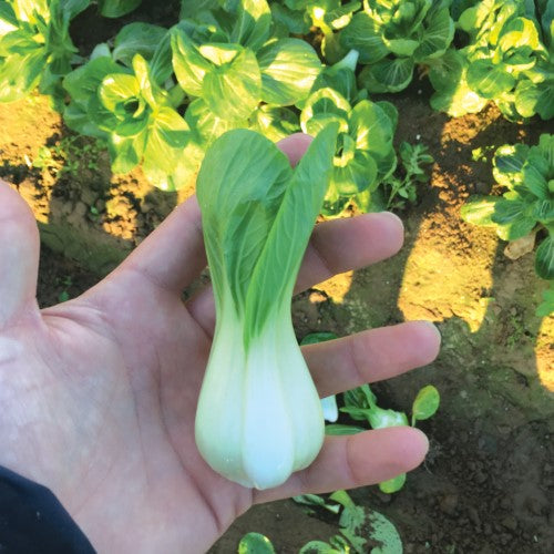 Pak Choi 'Misty' F1 Frö