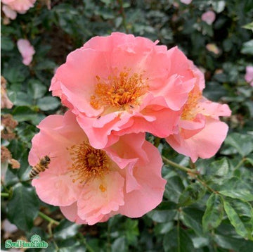 Modern Buskros 'Rosenresli' 1-pack barrot