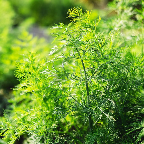 Dill 'Precision' 10,5cm kruka
