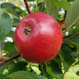 Äpple 'Folke' E A2 co