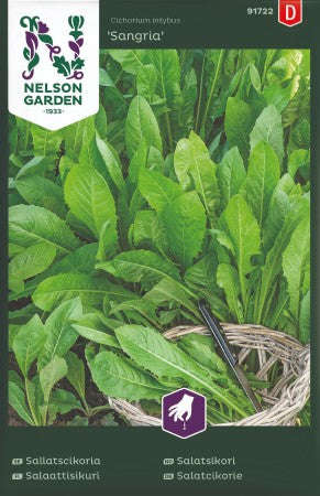 Sallatscikoria 'Sangria'