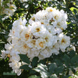 Fylld Honungsros 'Hybrida' 10-pack barrotad